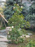 Camellia japonica. Цветущее растение. Краснодар, парк \"Краснодар\", Японский сад, в культуре. 21.03.2024.