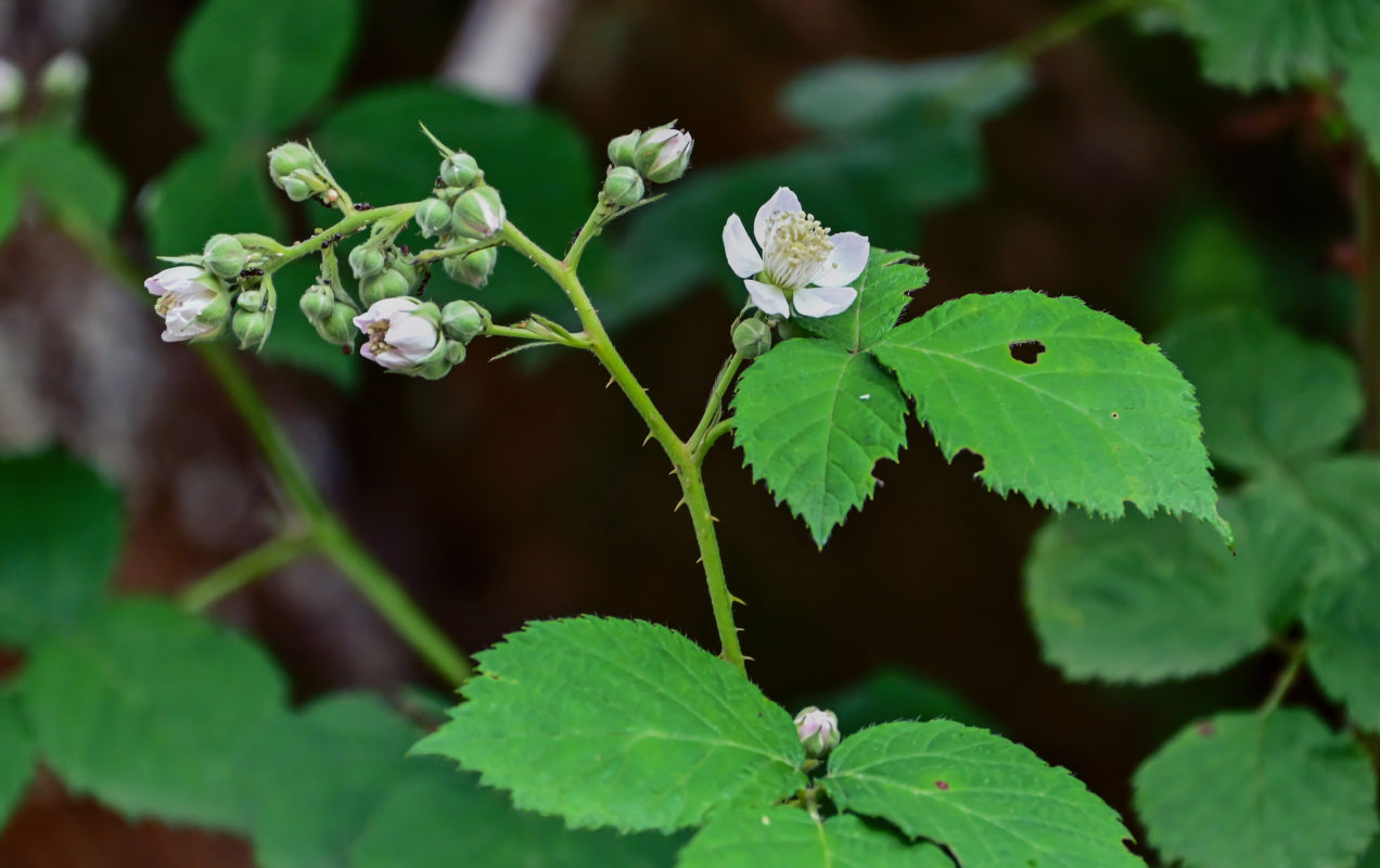 Image of Rubus sanctus specimen.
