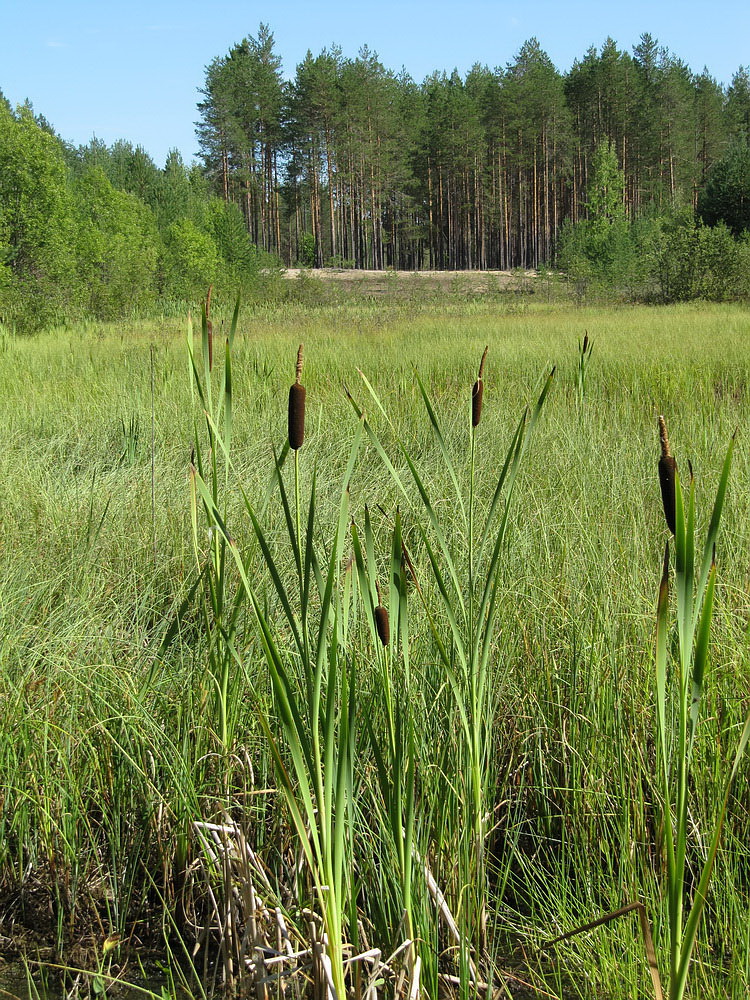 Image of Typha elata specimen.