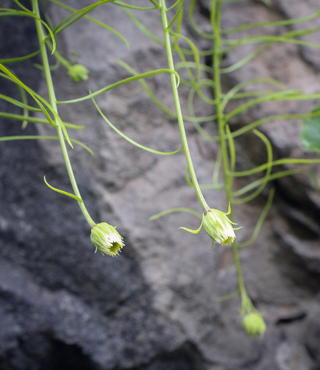 Image of familia Asteraceae specimen.