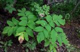 Aralia cordata