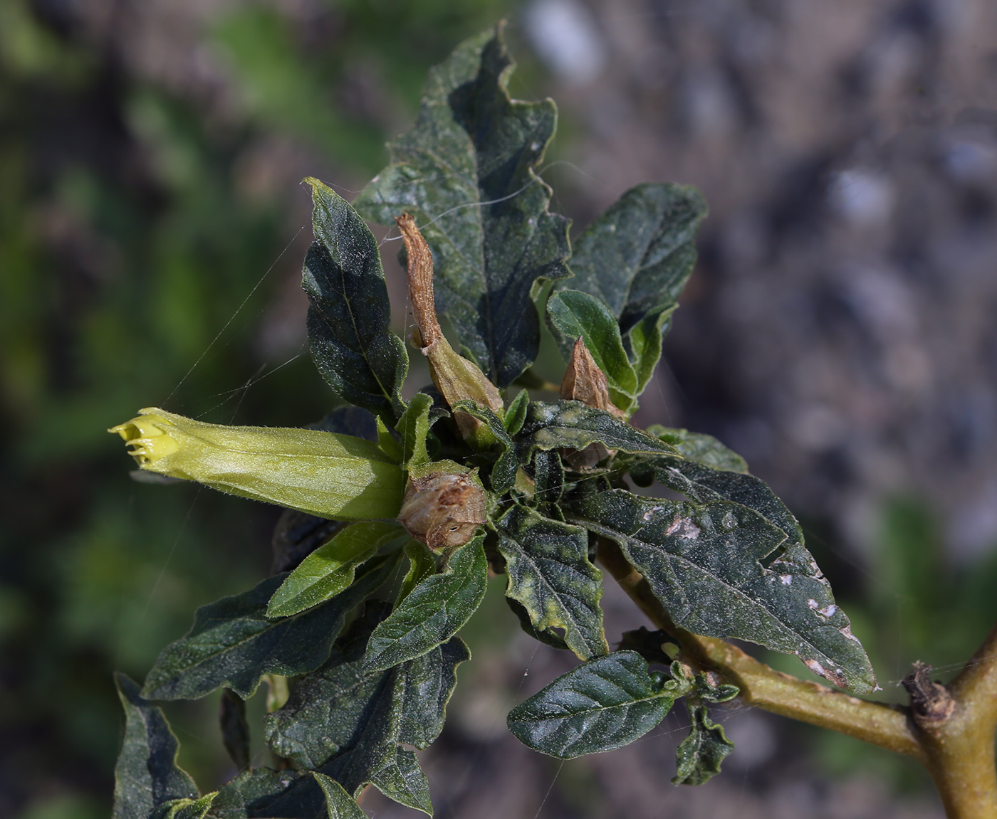 Image of Datura stramonium specimen.
