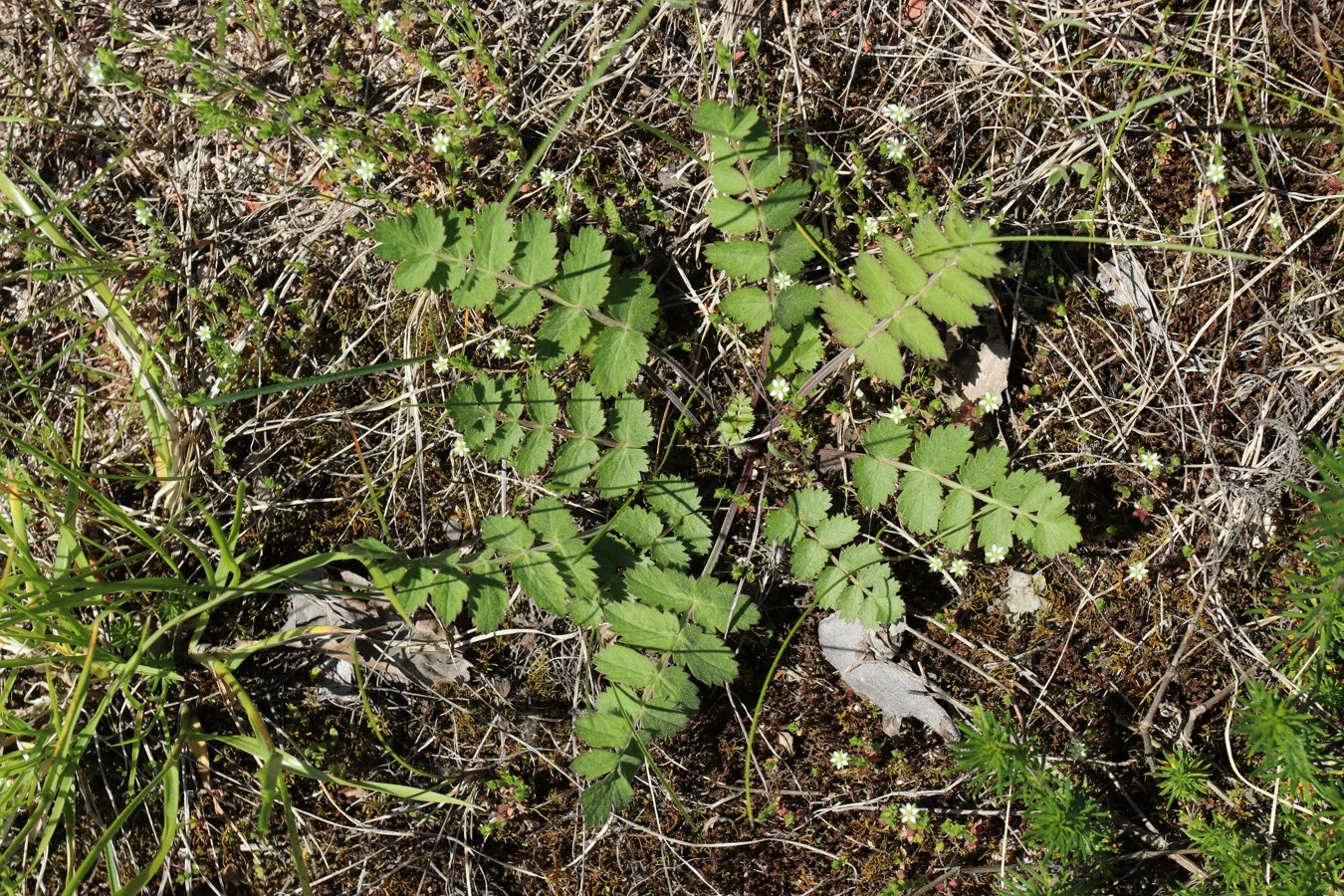 Image of Pimpinella saxifraga specimen.
