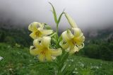 Lilium monadelphum