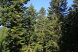 Abies nordmanniana