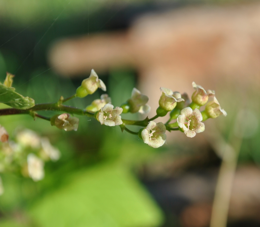 Image of Ribes pauciflorum specimen.