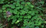 Oxalis acetosella