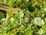 Betula variety carelica