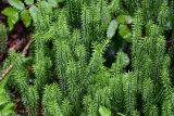 Lycopodium annotinum. Верхушки побегов. Вологодская обл., Сокольский р-н, Оларевская гряда, смешанный лес. 13.07.2024.