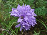 Campanula glomerata