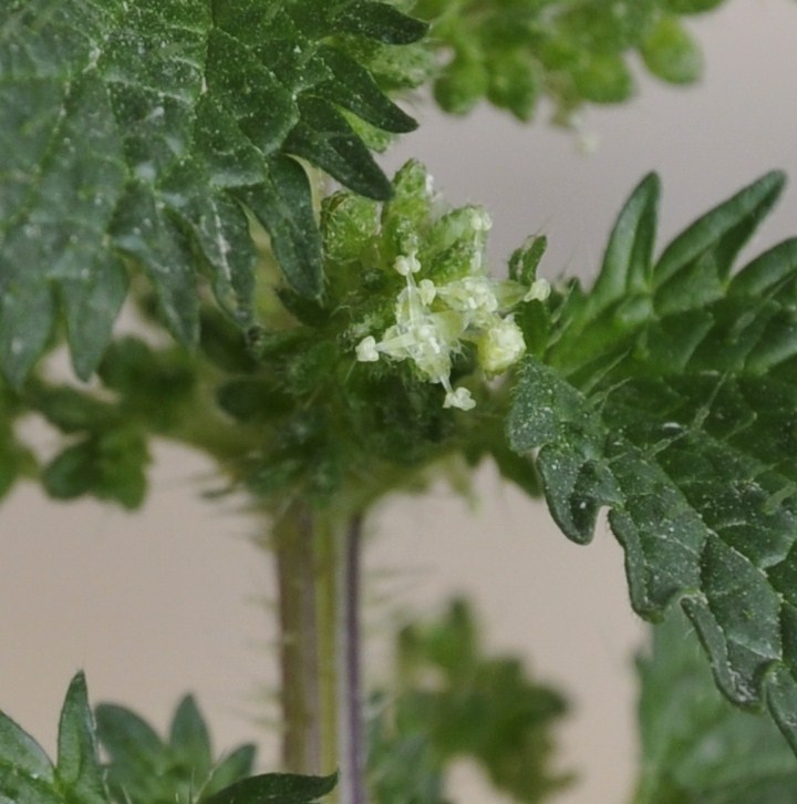 Image of Urtica urens specimen.