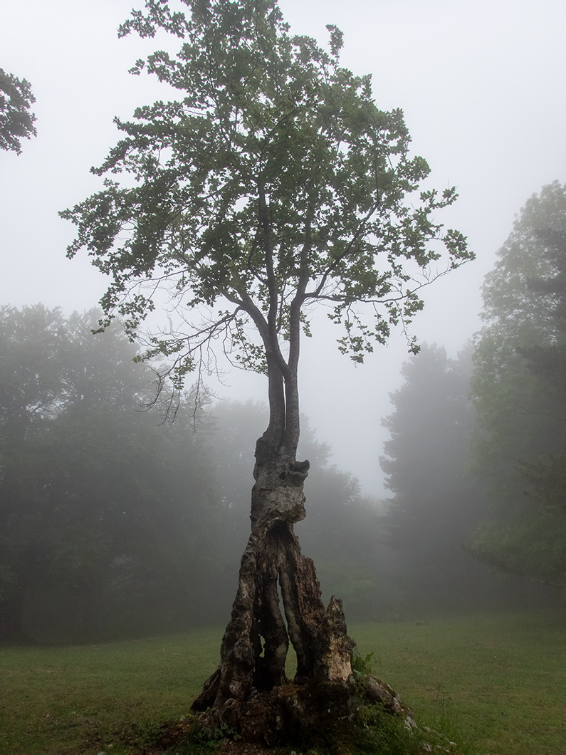 Image of Fagus × taurica specimen.