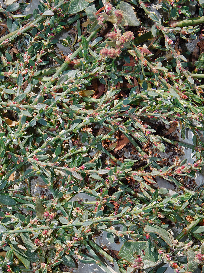 Image of Polygonum arenastrum specimen.