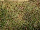 Sanguisorba officinalis. Заросли цветущих растений. Бурятия, горные склоны Хамар-Дабана у Ю-З побережья оз. Гусиное, 16 августа 2005 г.