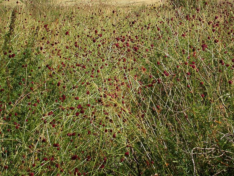 Изображение особи Sanguisorba officinalis.