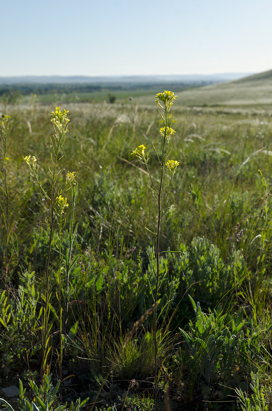 Image of Erysimum canescens specimen.