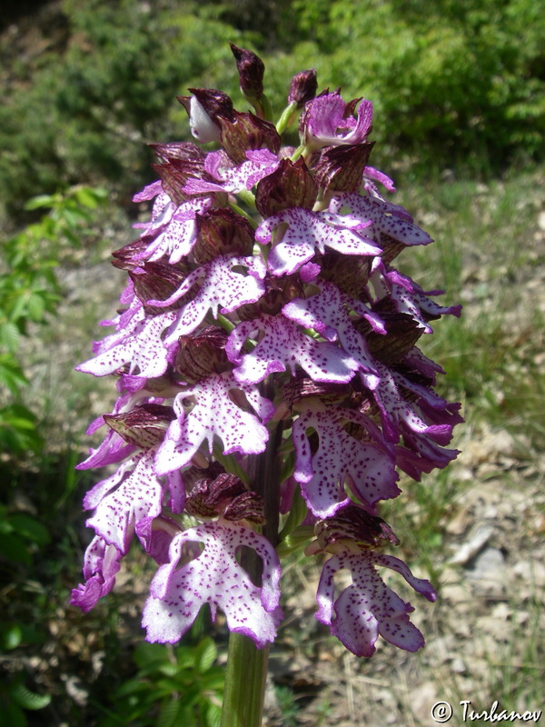 Image of Orchis purpurea specimen.