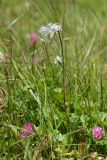 Eriophorum angustifolium