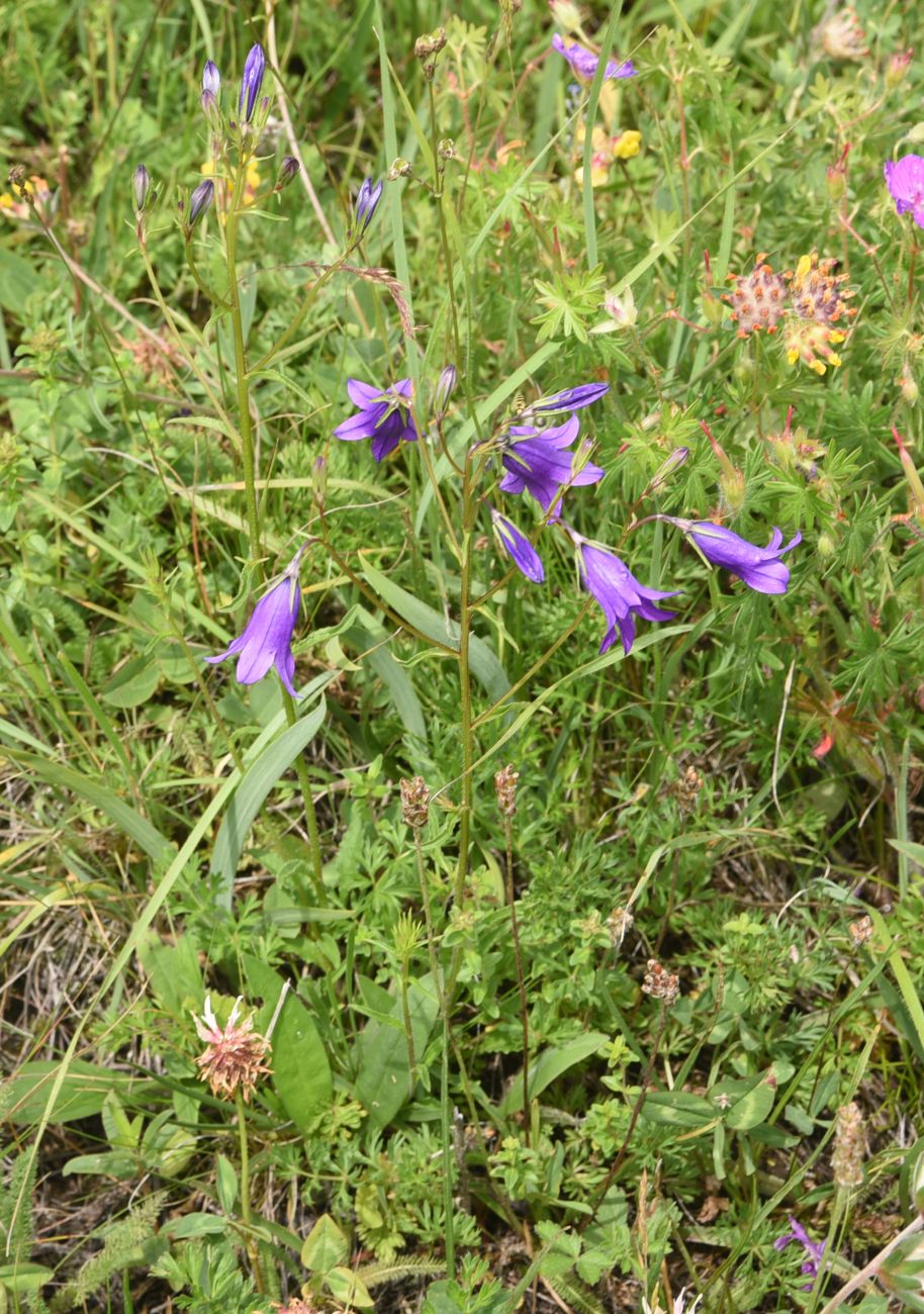 Image of genus Campanula specimen.