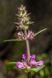 Stachys palustris