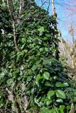 Hedera colchica