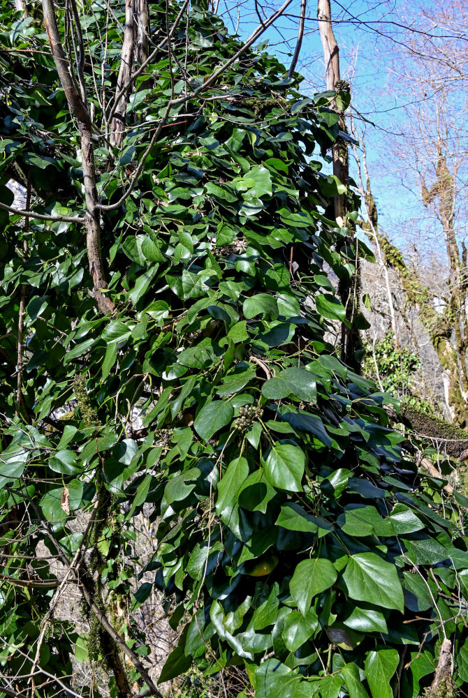 Изображение особи Hedera colchica.