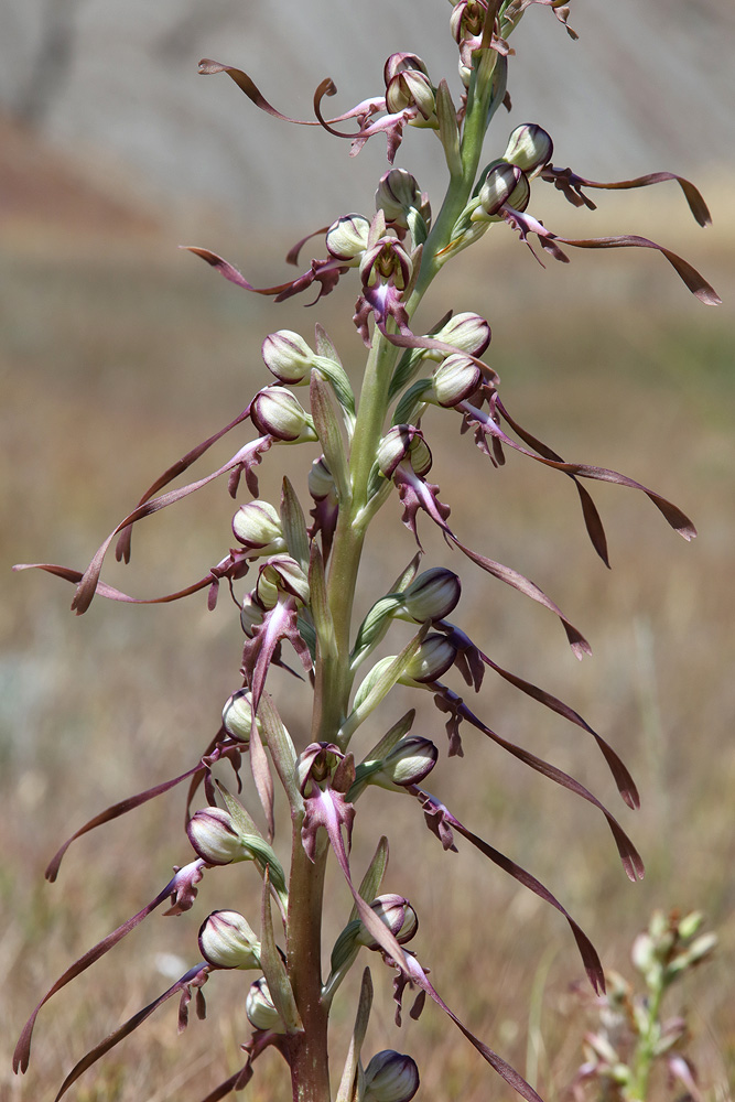 Image of Himantoglossum caprinum specimen.