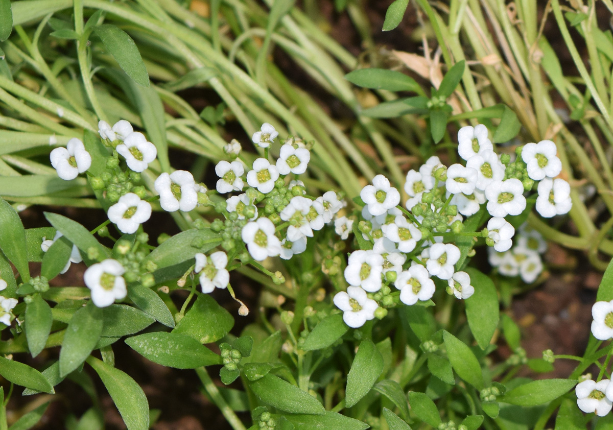 Изображение особи Lobularia maritima.