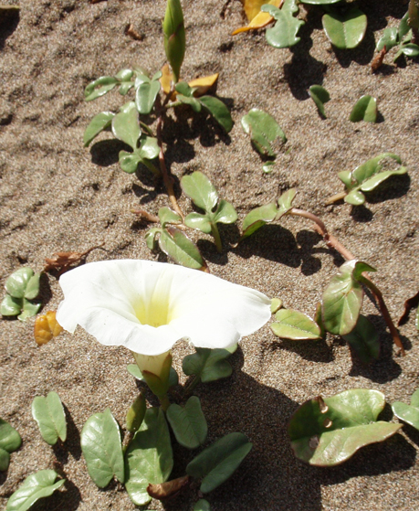 Image of Ipomoea imperati specimen.