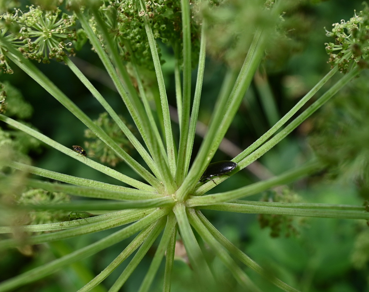 Image of Archangelica officinalis specimen.