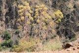 Ferula penninervis. Плодоносящее растение. Узбекистан, Ташкентская обл., южный склон Чаткальского хр., басс. р. Ахангаран, окр. г. Янгиабад, каменистый склон р. Джакиндек. 17.07.2021.