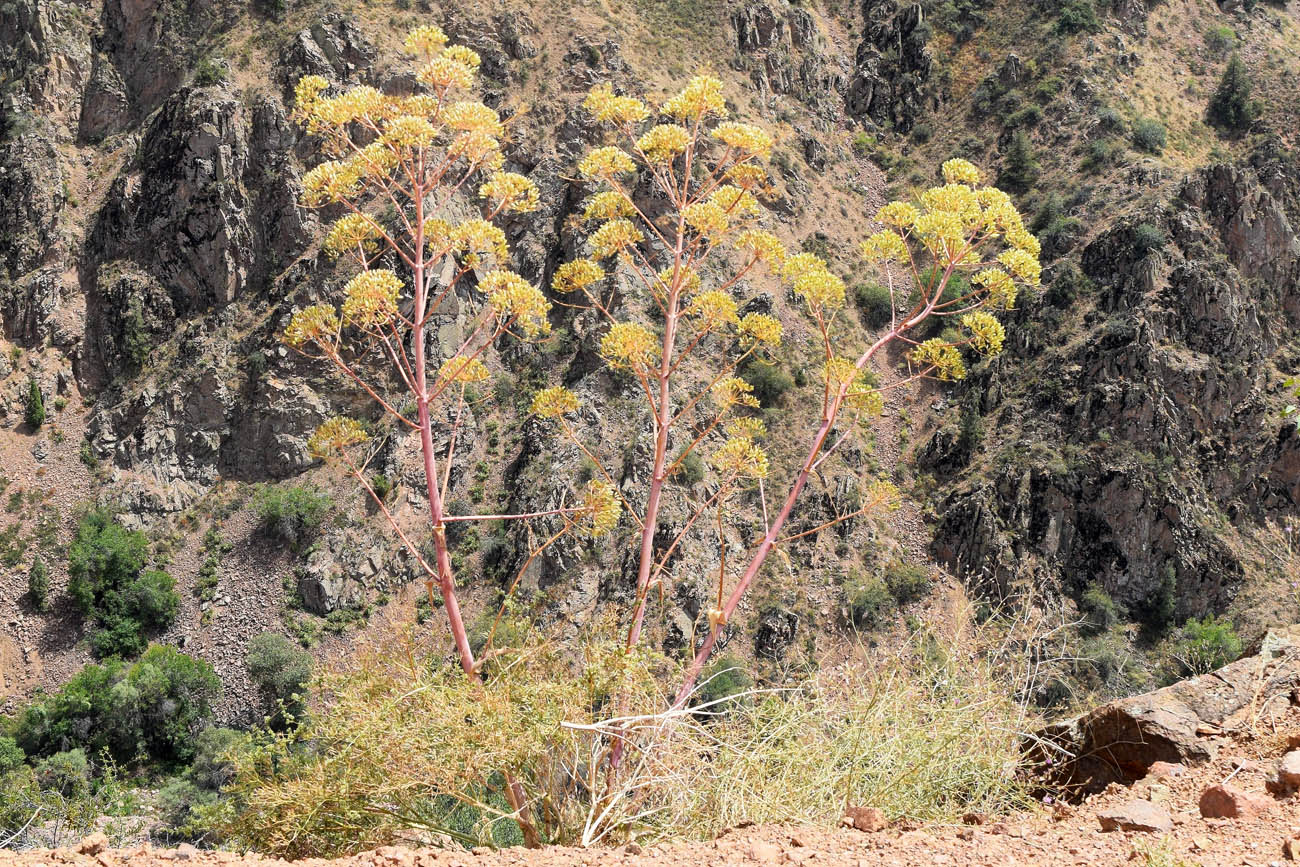 Image of Ferula penninervis specimen.