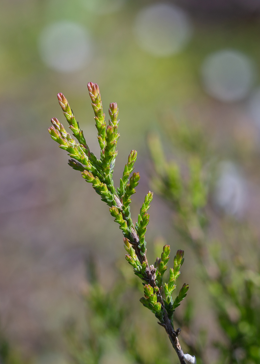 Image of Calluna vulgaris specimen.
