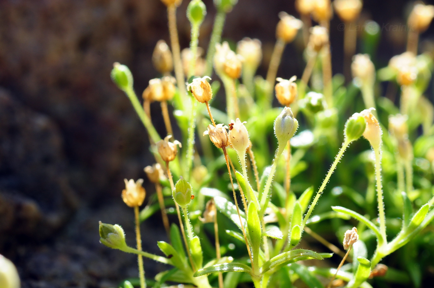 Изображение особи Sagina japonica.
