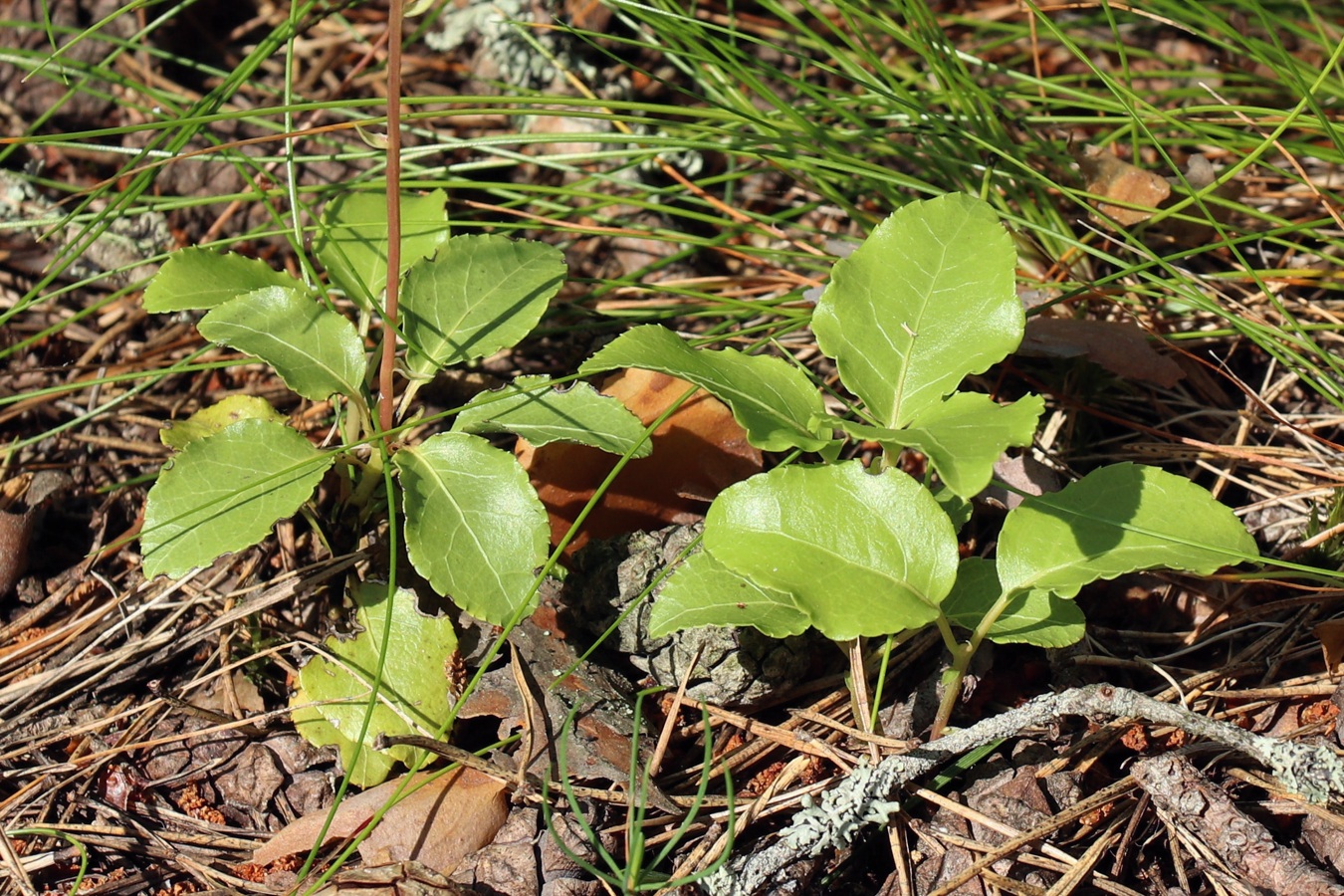 Изображение особи Orthilia secunda.