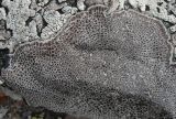 Image of taxon representative. Author is Игорь Евдокимов