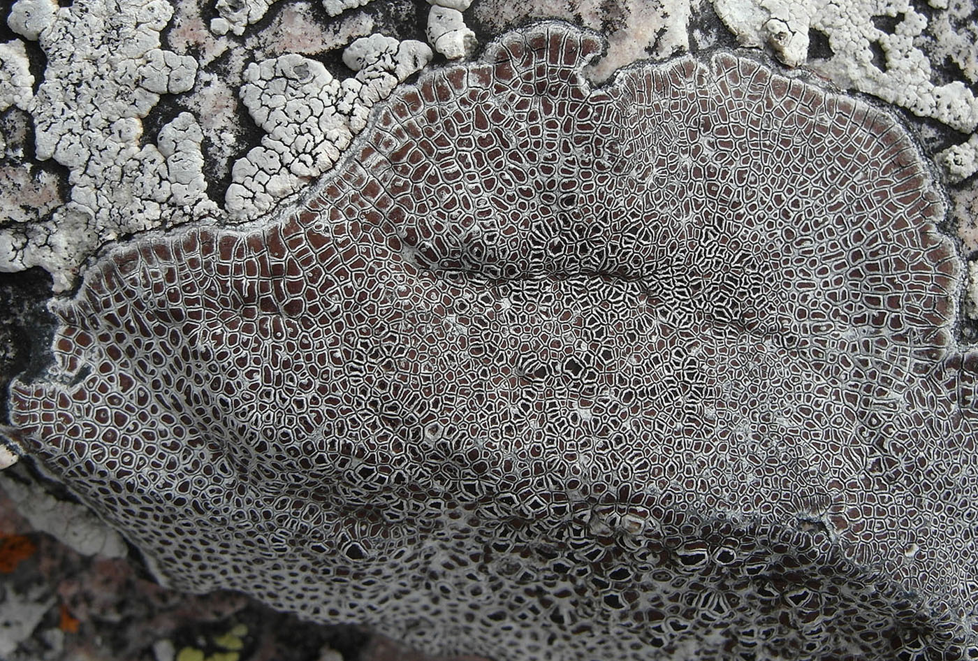 Image of Immersaria iranica specimen.
