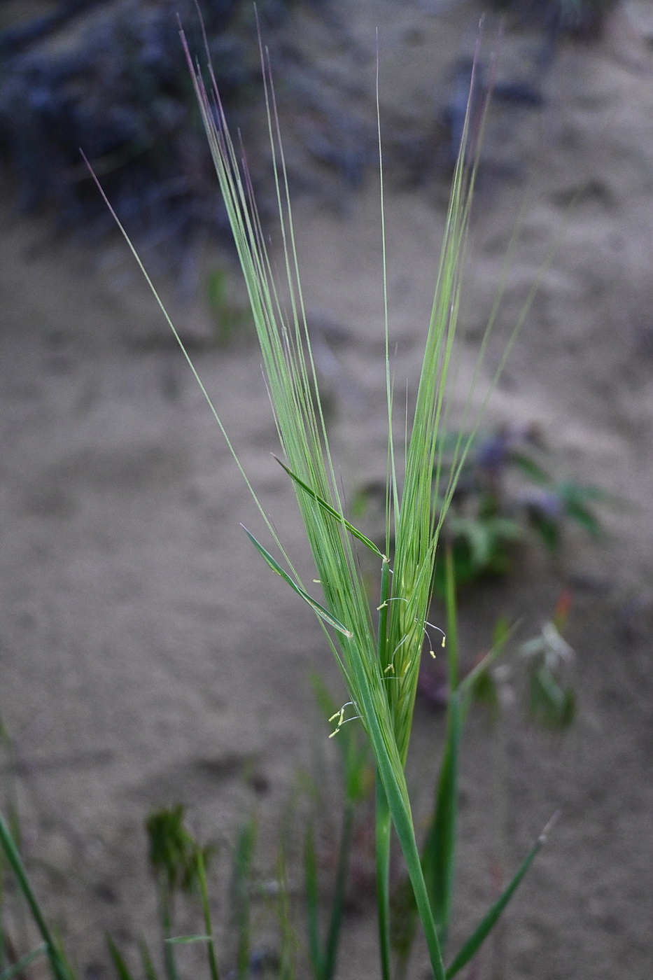 Изображение особи семейство Poaceae.