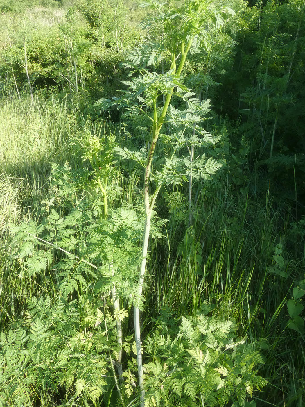 Image of Conium maculatum specimen.