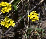 род Draba