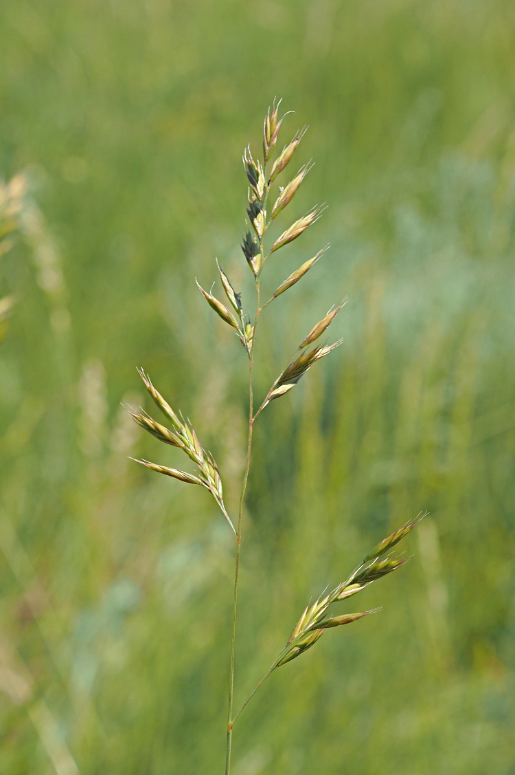 Image of Festuca valesiaca specimen.