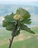 Sorbus caucasica. Верхушка побега с соцветием. Карачаево-Черкесия, Зеленчукский р-н, гора Джангур, ≈ 1500 м н.у.м., задернованное скальное обнажение. 04.06.2025.