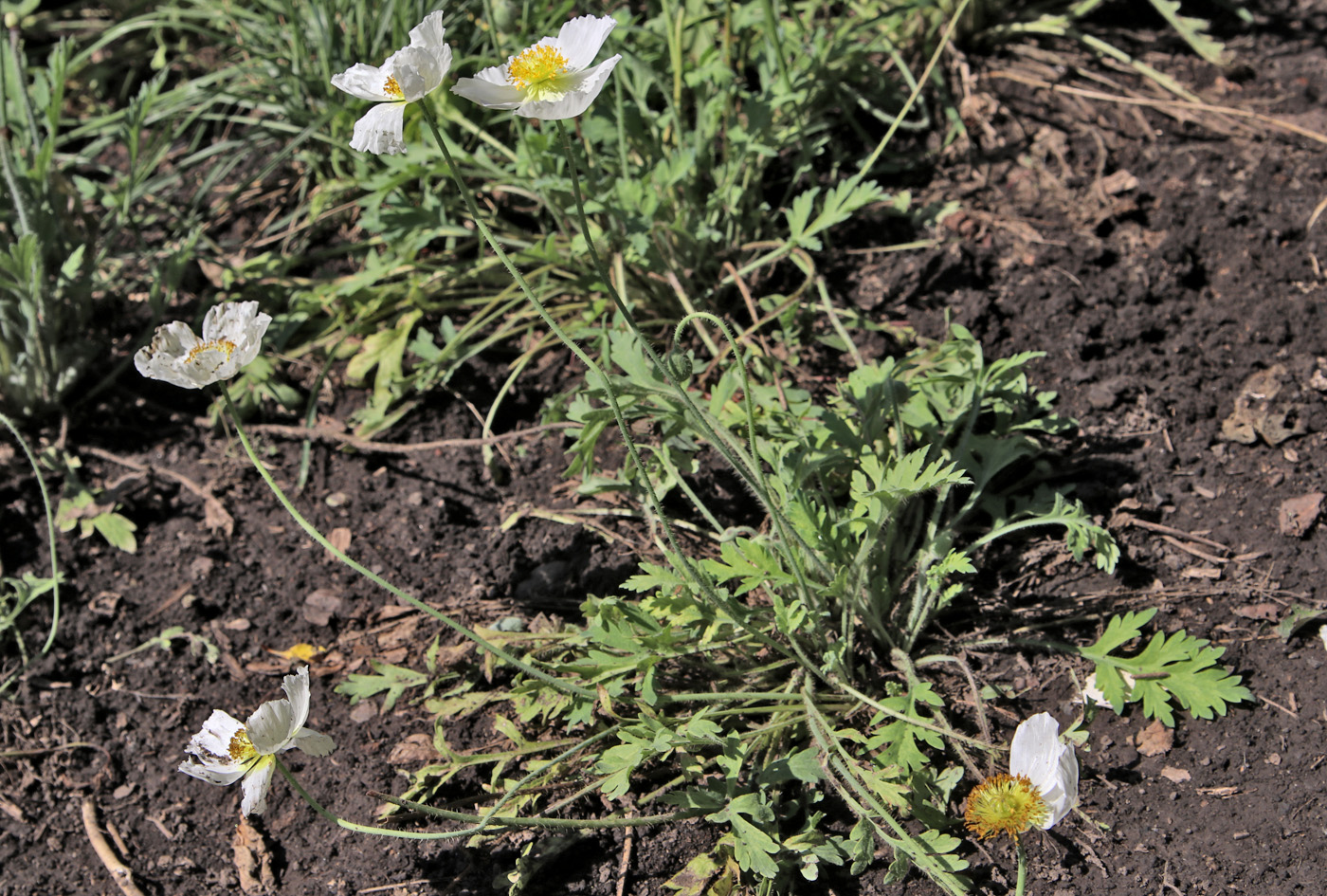Image of Papaver sokolovskajae specimen.