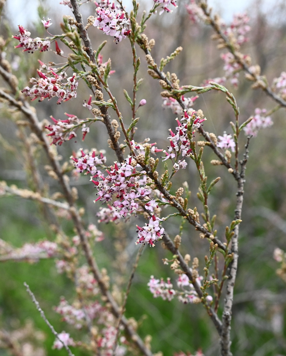 Изображение особи род Tamarix.