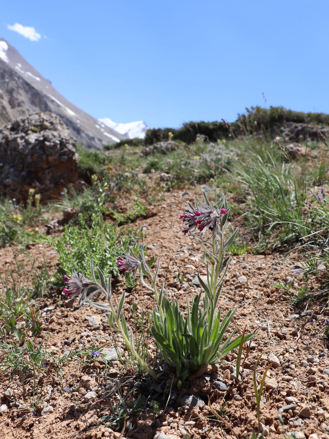 Изображение особи Macrotomia euchroma.