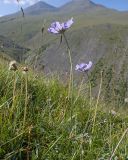 Image of taxon representative. Author is Татьяна Винокурова