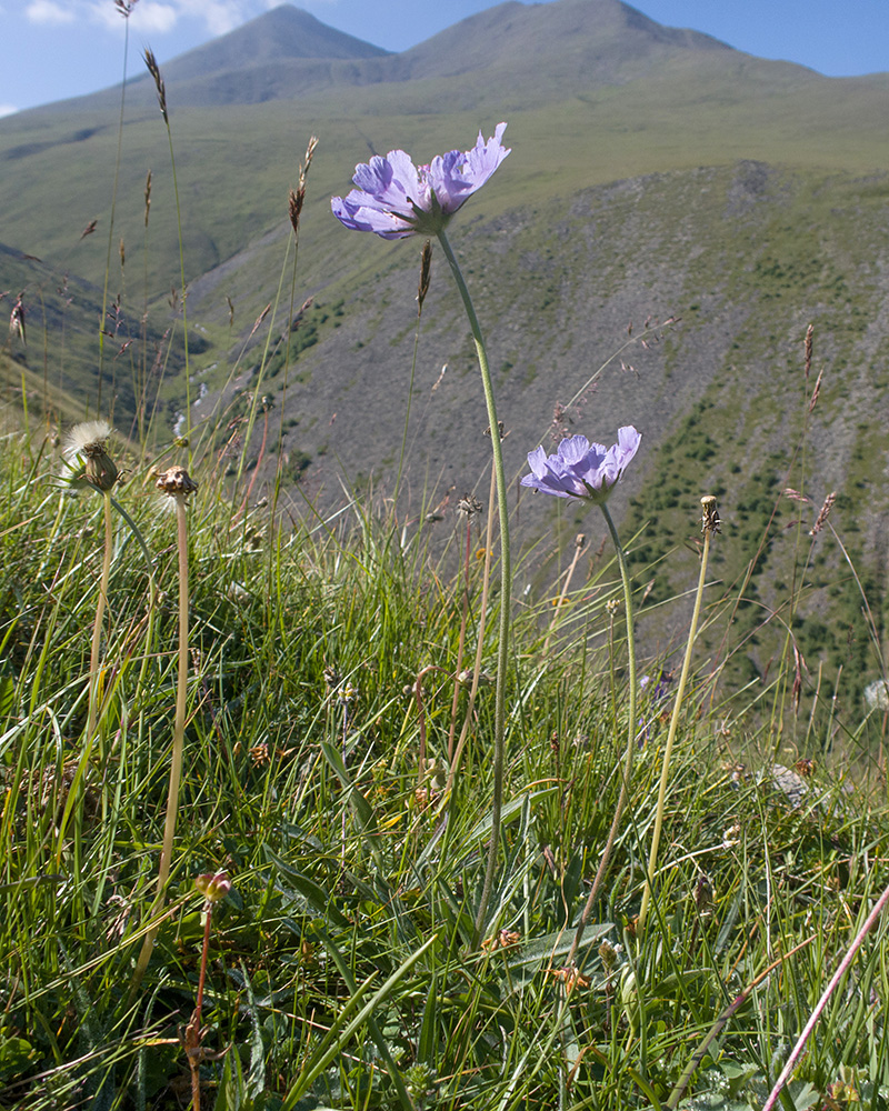 Image of Lomelosia caucasica specimen.