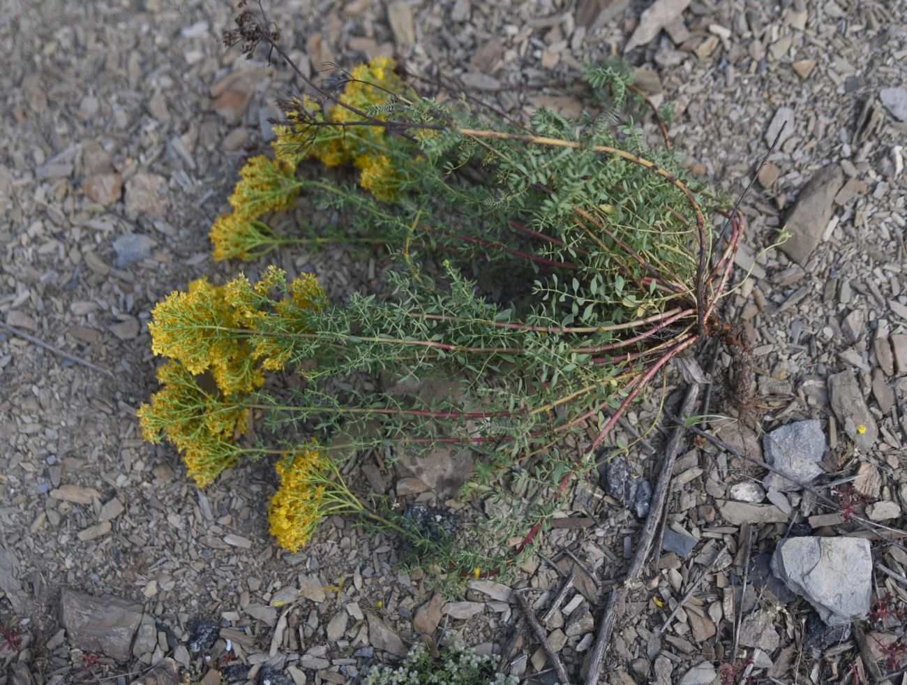 Image of Hypericum scabrum specimen.