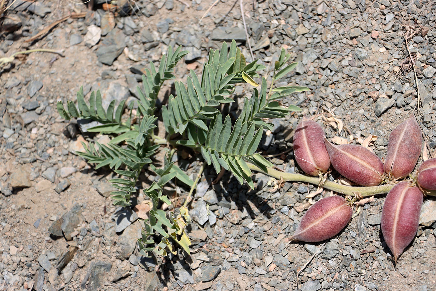 Изображение особи Astragalus nucifer.