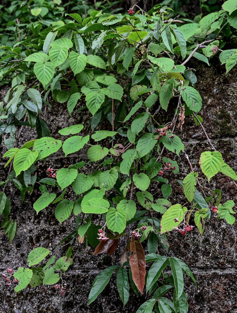 Изображение особи Rubus swinhoei.